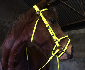 Neon yellow draft horse riding bridle PVC supplier manufacturer