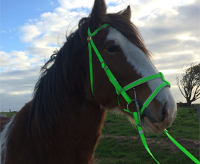 Lime green english bridle with double nosebands in PVC on sale